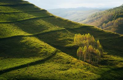 Scenic view of birch trees on green hill against sky