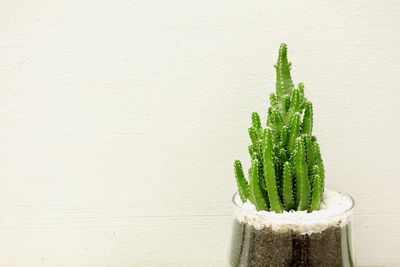 Close-up of plant against wall