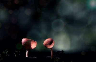 Close-up of mushroom growing on plant