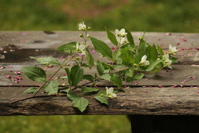 Close-up of plants