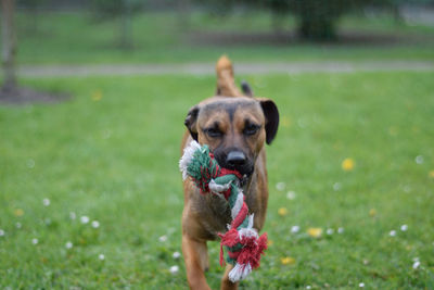 Dog running on field