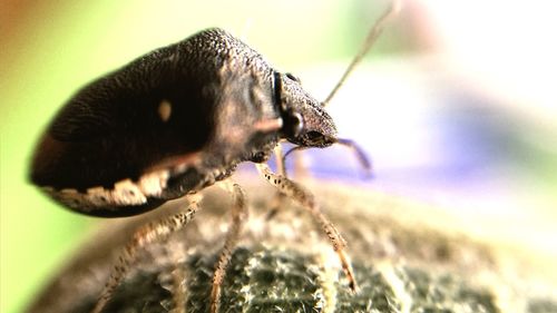 Close-up of insect on flower