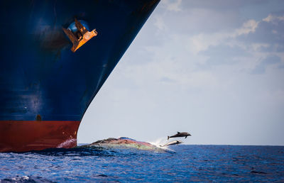 Dolphins diving in sea against sky