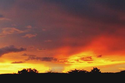 Silhouette of trees at sunset