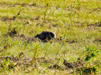 Black dog in a field