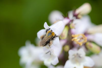 Close-up of bee on white flower