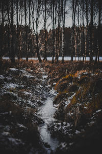 Surface level of stream amidst trees in forest