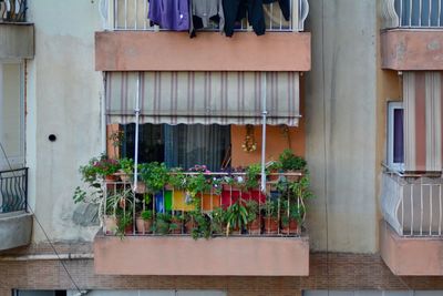 Potted plants outside building