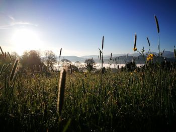 Close-up of plants growing on field against sky