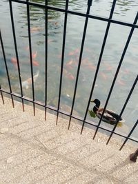 High angle view of ducks on glass window