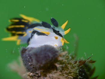 Yello, black translucent underwater slug, nudibranch polycera capensis