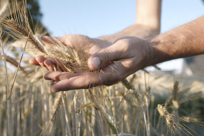 Man's hands holding wheat ears