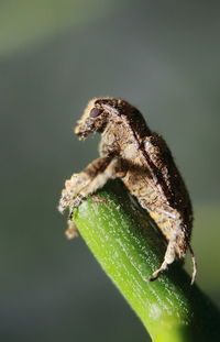 Close-up of insect