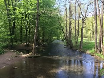 View of trees in forest