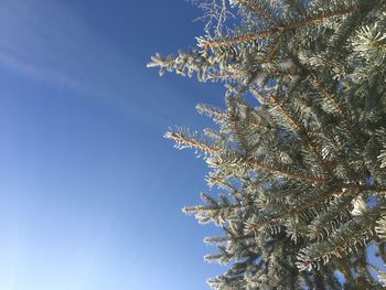 Low angle view of flower tree against blue sky