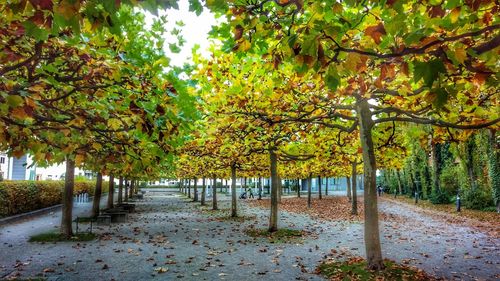 Footpath amidst trees in park during autumn