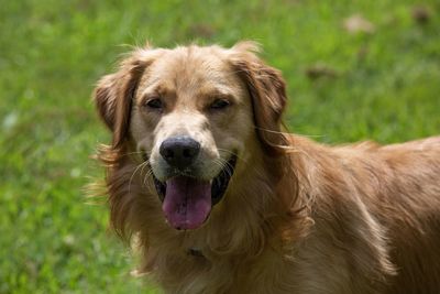 Close-up portrait of a dog on field