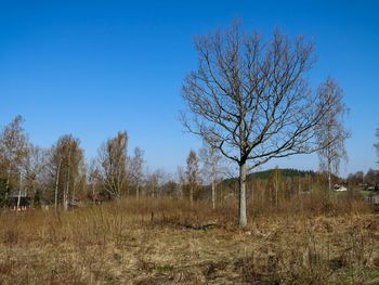 Trees on field against clear blue sky