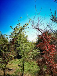 Low angle view of flowering tree against blue sky