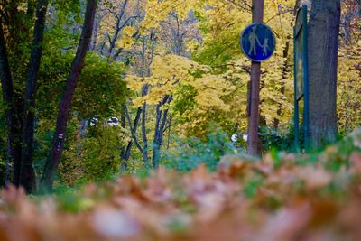 Scenic view of forest during autumn