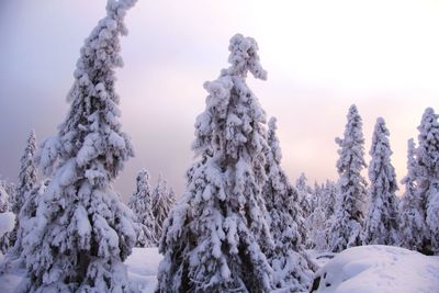 Low angle view of snow covered trees against sky