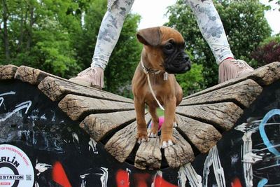 Close-up of tree trunk
