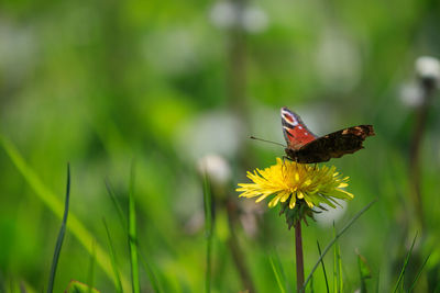 Butterfly perching on yellow flower