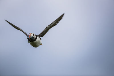 Low angle view of atlantic puffin carrying fish in mouth while flying against sky