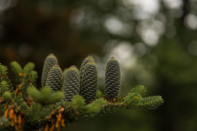 Close-up of pine tree