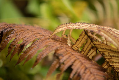 Close-up of plant