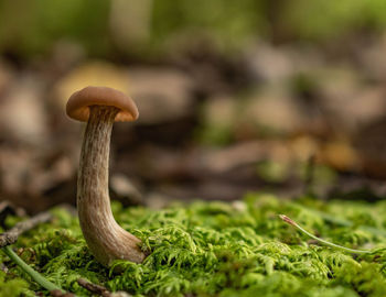 Close-up of mushroom growing on field