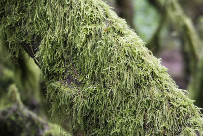 Close-up of fresh green plant