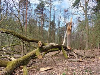 Dead tree in forest