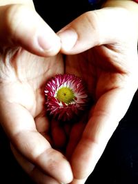 Close-up of hand holding flower