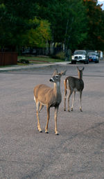 Portrait of deer standing on field