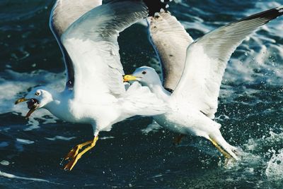 Seagulls flying over lake