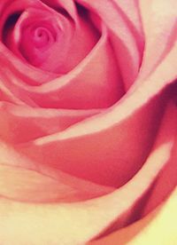 Close-up of pink rose