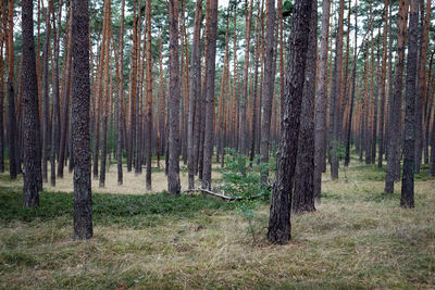 Trees in forest