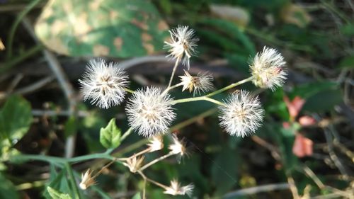 Close-up of white flowers