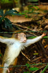 Young monkey stretching out arm to climb along a barbed-wire fence.