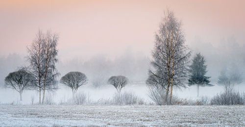 Trees on field against sky during winter