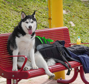 Portrait of dog sitting on chair