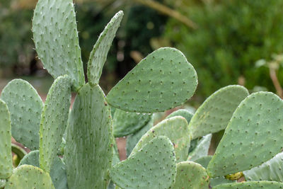 Close-up of prickly pear cactus