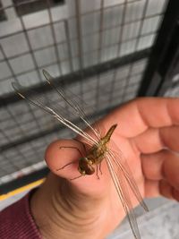 Close-up of a hand holding insect