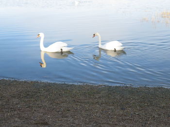 Swans swimming in lake