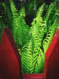 Close-up of fern growing on plant