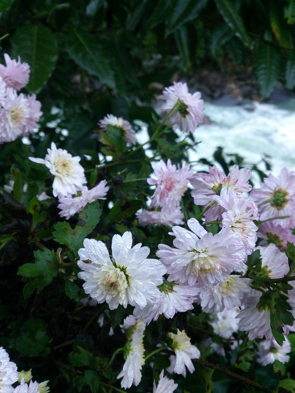 flower, freshness, fragility, petal, growth, beauty in nature, flower head, blooming, white color, nature, plant, close-up, in bloom, leaf, focus on foreground, blossom, high angle view, day, outdoors, park - man made space