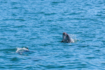 View of fish in sea