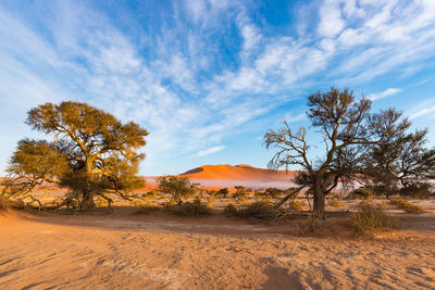 Trees on landscape against sky at desert