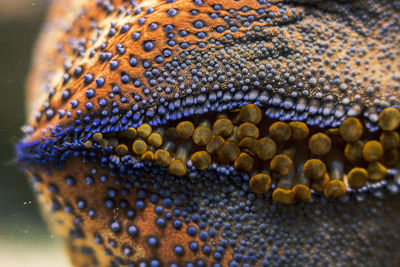 Close-up of lizard in sea